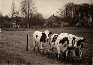 F61 Jong vee voor boerderij het Addink, 1966